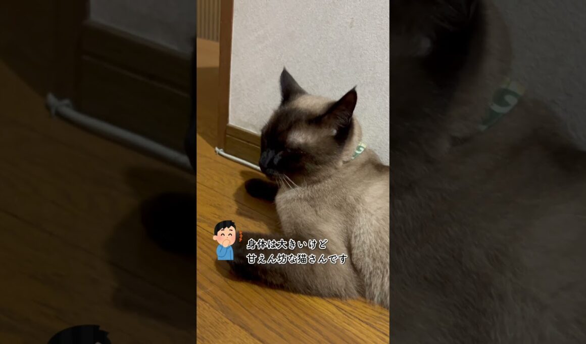 CS640 飼い主の側が好きな猫 #シャム猫