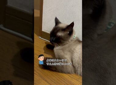 CS640 飼い主の側が好きな猫 #シャム猫