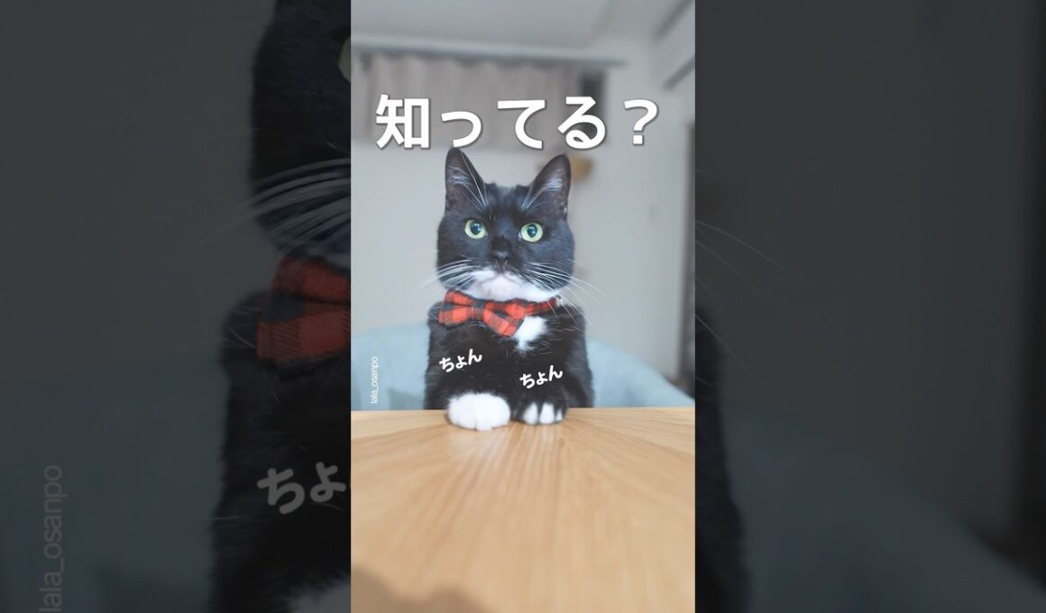 世界一"行儀の良い"猫ちゃん、知ってる？