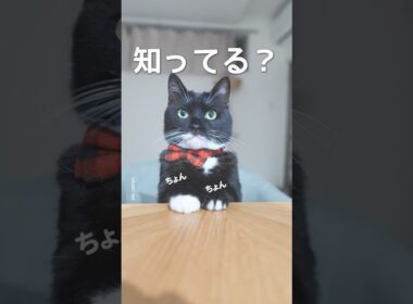 世界一"行儀の良い"猫ちゃん、知ってる？