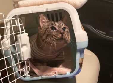 保護した猫の体調が急変したので夜中に病院に連れて行きました。