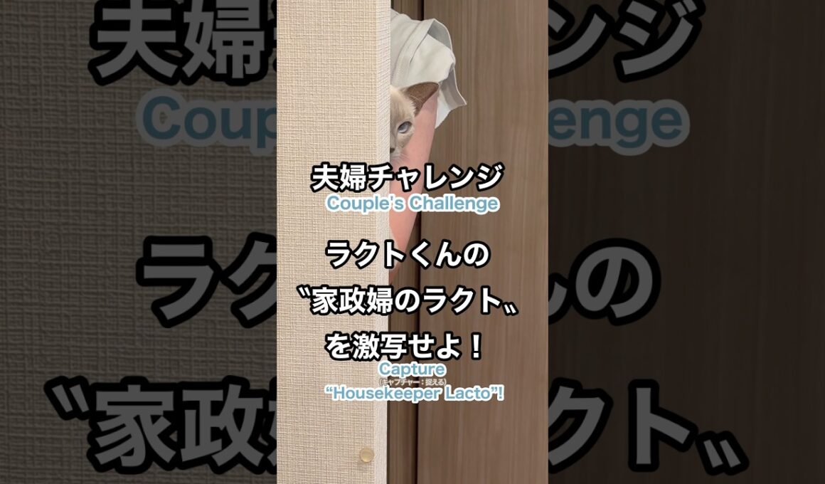 【トンキニーズ】夫婦チャレンジ！猫が壁から覗く家政婦顔が可愛すぎる😏Couple Challenge! Cat’s “Housekeeper” Peek 😏 #猫動画 #トンキニーズ #かわいい猫