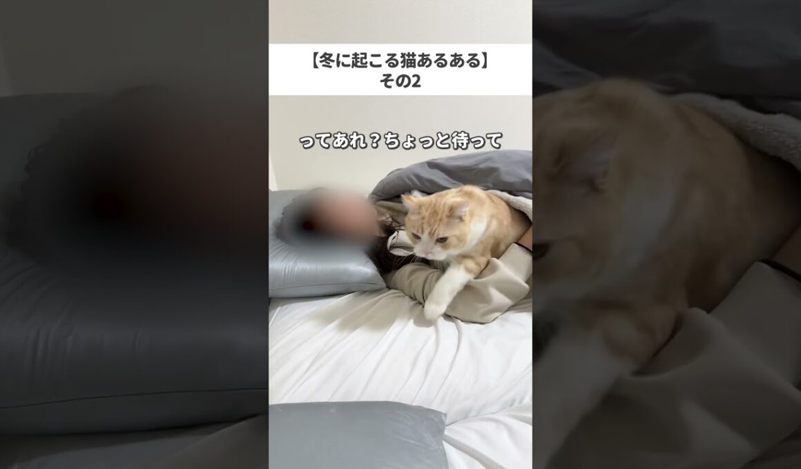 #cat #猫 #猫のいる暮らし #ブリティッシュショートヘア #ねこ #スコティッシュフォールド #猫が好き #可愛い猫 #猫動画 #猫好きさんと繋がりたい