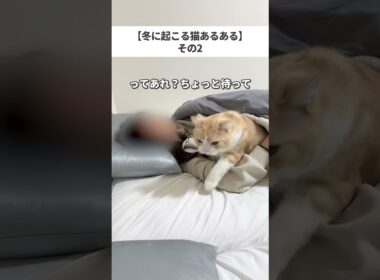 #cat #猫 #猫のいる暮らし #ブリティッシュショートヘア #ねこ #スコティッシュフォールド #猫が好き #可愛い猫 #猫動画 #猫好きさんと繋がりたい