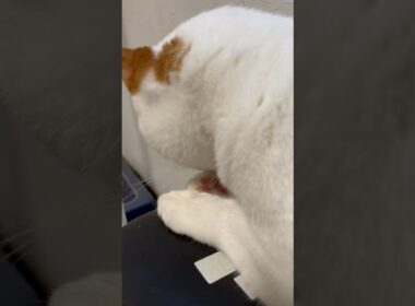 肉球を撮られたくなかった猫。#cat #日本猫 #保護猫