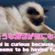 バーマン猫ガブとラフ【楽しそうなガブが気になるラフ】Raphael is curious because Gabriel seems to be having fun（バーマン猫）