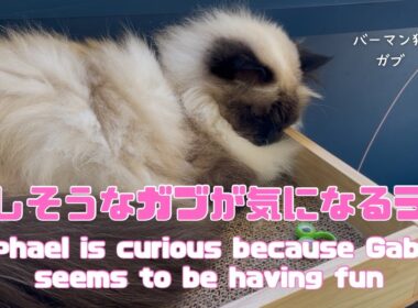 バーマン猫ガブとラフ【楽しそうなガブが気になるラフ】Raphael is curious because Gabriel seems to be having fun（バーマン猫）