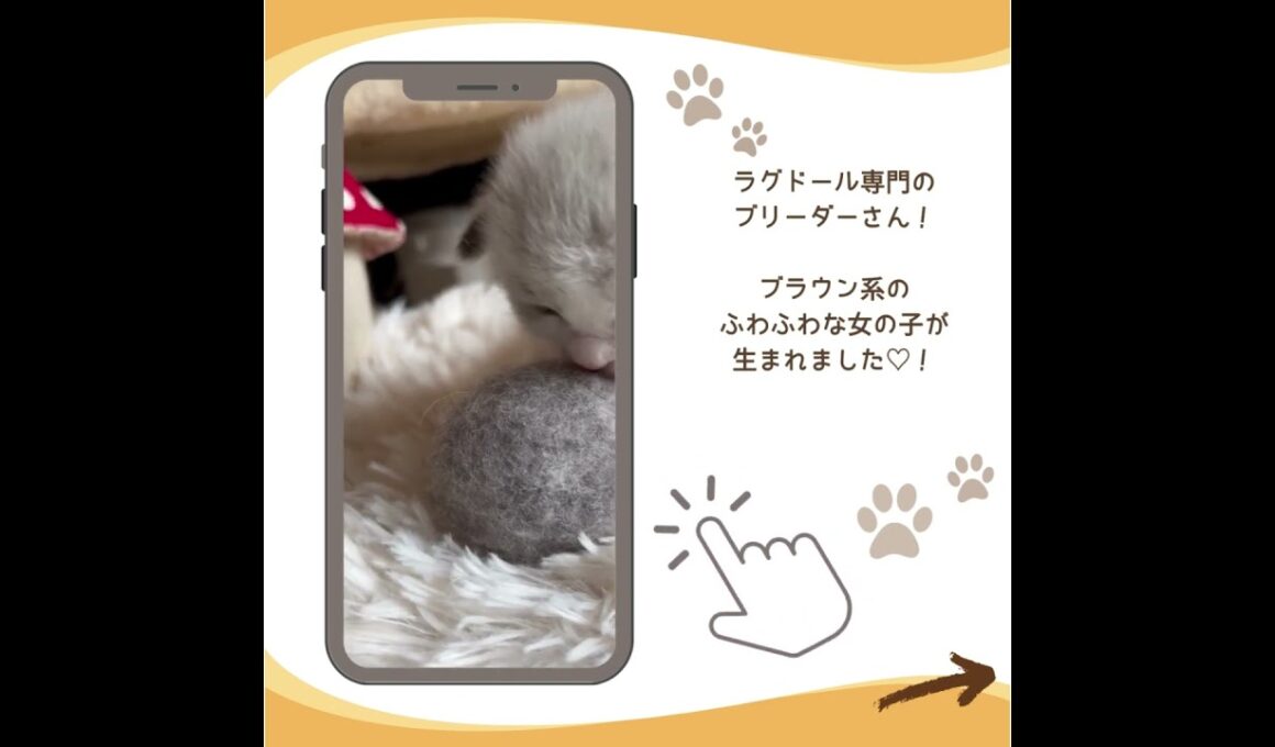 可愛い♡にゃんこ紹介♪ #子猫のいる暮らし #ラグドール子猫 #子猫ブリーダーナビ
