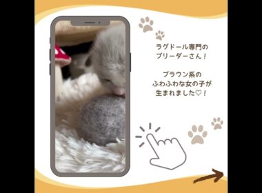 可愛い♡にゃんこ紹介♪ #子猫のいる暮らし #ラグドール子猫 #子猫ブリーダーナビ