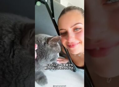 シャルトリュー🐱次の動画のリクエストをコメントで教えて！ #shorts #viral #cat #猫
