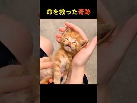 道ばたで倒れていた子猫を救った女性――命を救った奇跡の愛【感動実話】 #子猫の奇跡 #感動実話 #命を救った愛
