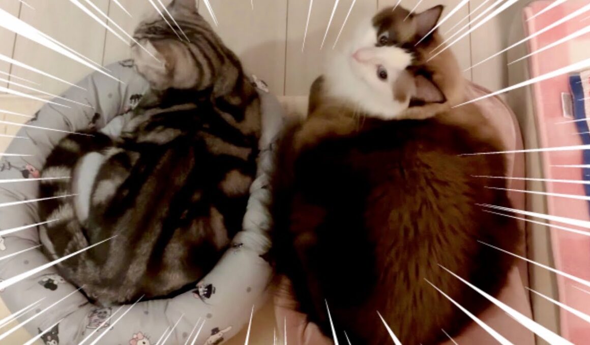 【でぶ猫】先住猫アメショの倍のデカさ？ラグドールの成長が止まらない😈