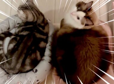 【でぶ猫】先住猫アメショの倍のデカさ？ラグドールの成長が止まらない😈