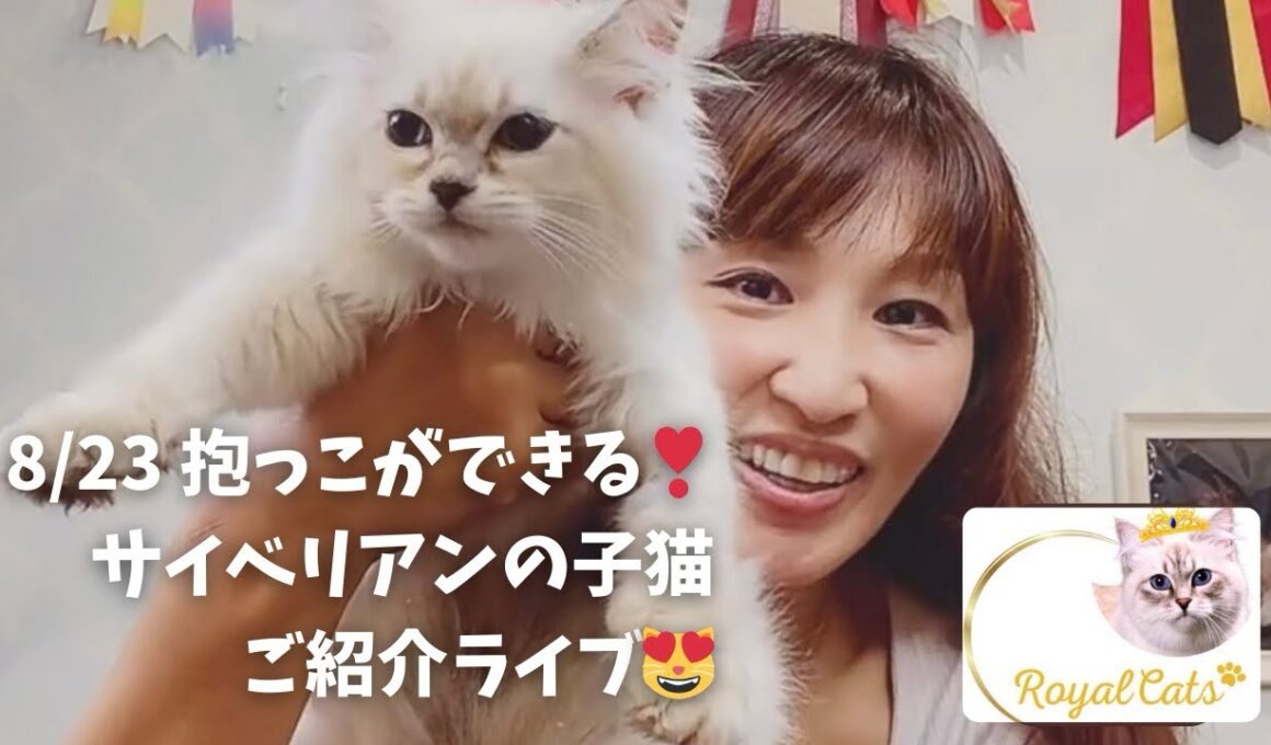 洗える！抱っこもできる！最高の子猫を探すならサイベリアン専門店ロイヤルキャッツ❣️ 8/23 抱っこができるサイベリアンの子猫ご紹介ライブ😻