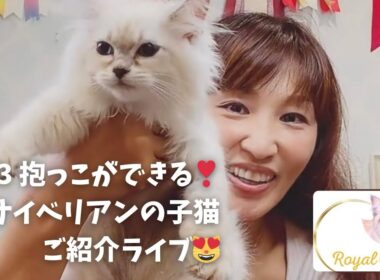 洗える！抱っこもできる！最高の子猫を探すならサイベリアン専門店ロイヤルキャッツ❣️ 8/23 抱っこができるサイベリアンの子猫ご紹介ライブ😻