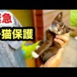 泣いて助けを求める子猫を緊急保護しました