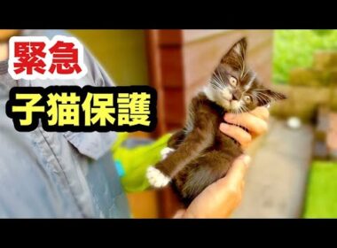 泣いて助けを求める子猫を緊急保護しました