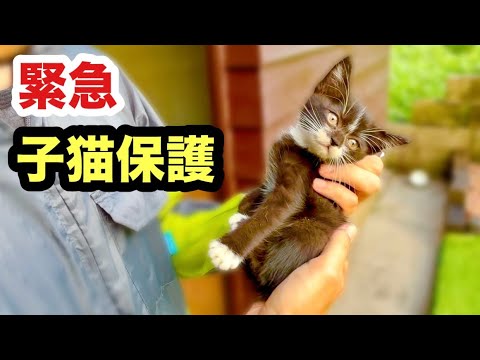 泣いて助けを求める子猫を緊急保護しました