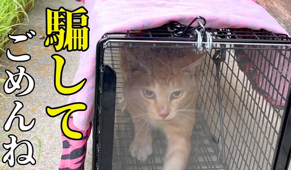 【野良猫TNR】初めての捕獲は、切なさと緊張でドキドキが止まりませんでした！