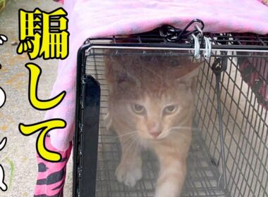 【野良猫TNR】初めての捕獲は、切なさと緊張でドキドキが止まりませんでした！