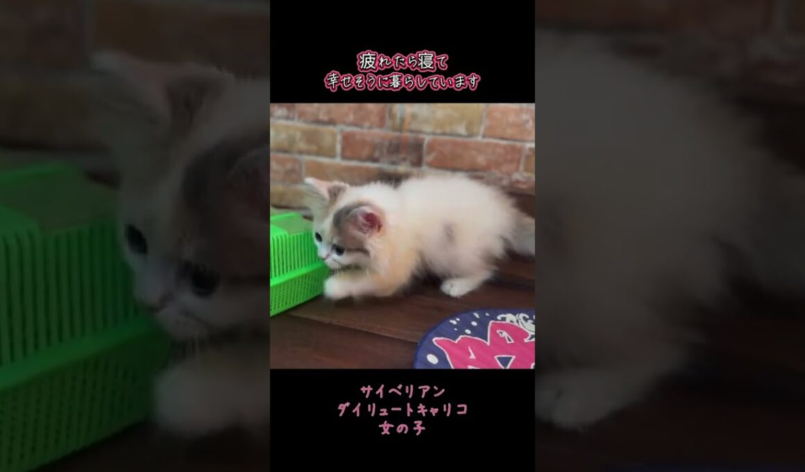 歯磨き練習を簡単にする神メソッドで育った子猫#サイベリアンブリーダー #神メソッド #猫の歯磨き