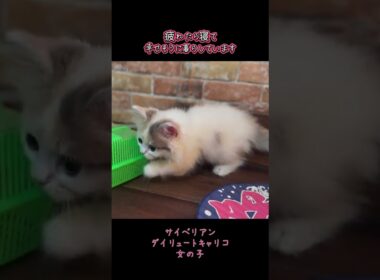 歯磨き練習を簡単にする神メソッドで育った子猫#サイベリアンブリーダー #神メソッド #猫の歯磨き