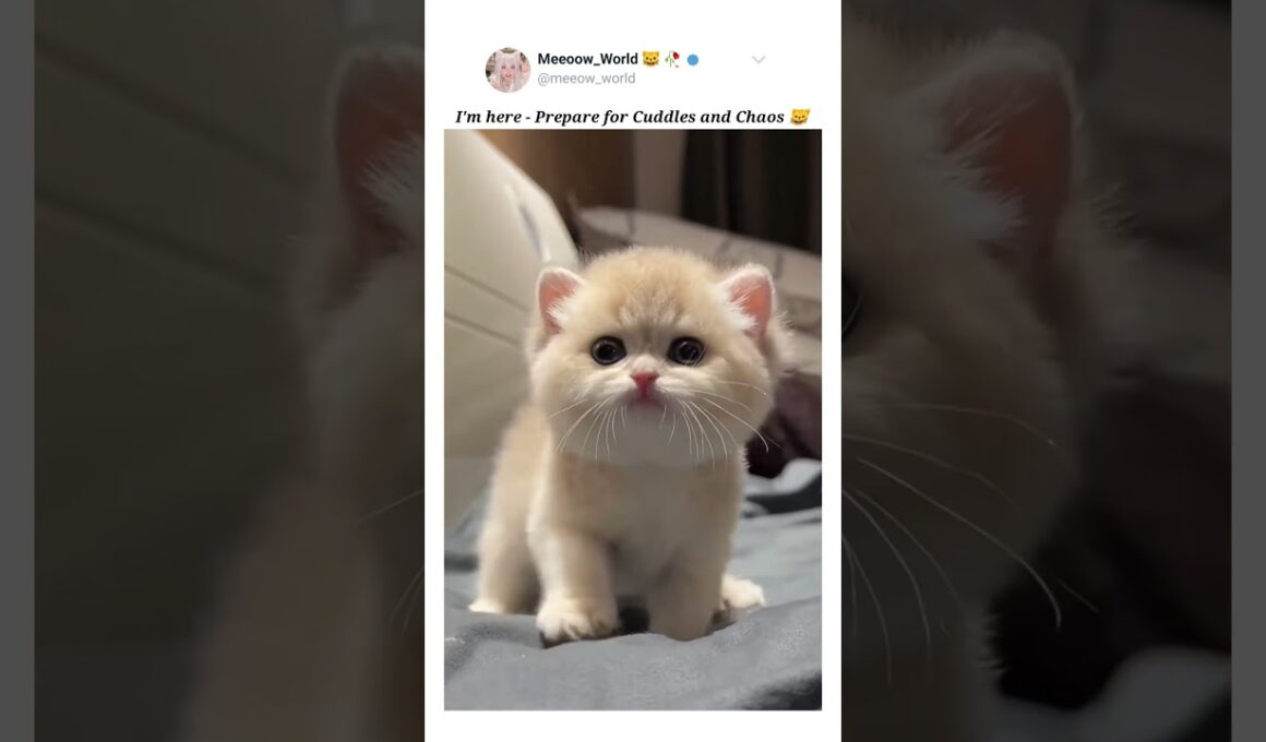 I'm here 🐾😸 #kittens #catcat  #cuteanimals #cutepets #pets #cutecats #cute #catmeow