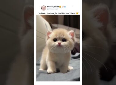 I'm here 🐾😸 #kittens #catcat  #cuteanimals #cutepets #pets #cutecats #cute #catmeow