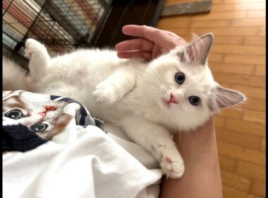 仰向け抱っこ大好きなラグドール【ご家族募集中】