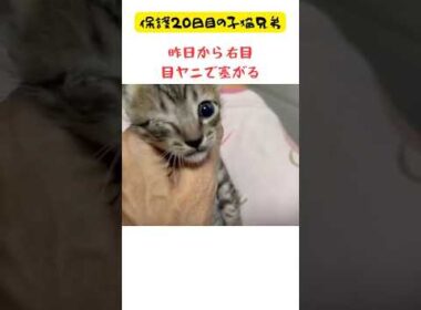 目に異変続く子猫😨保護20日目の子猫兄弟 #うなる子兄弟 #子猫 #子ネコ #cat