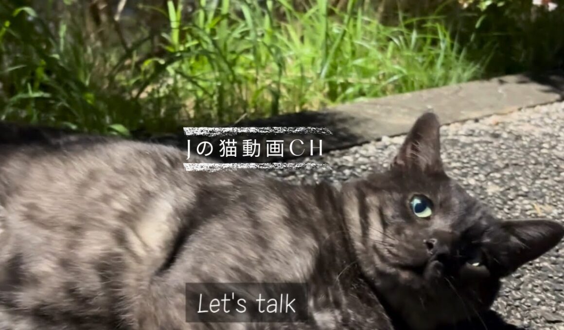 黒いトトロ猫が森へ来てというので・・ついて行くと・・The black Totoro cat came to the forest　｜猫が森の中のテーブルを案内｜カモとお話し｜猫散歩