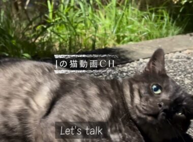 黒いトトロ猫が森へ来てというので・・ついて行くと・・The black Totoro cat came to the forest　｜猫が森の中のテーブルを案内｜カモとお話し｜猫散歩