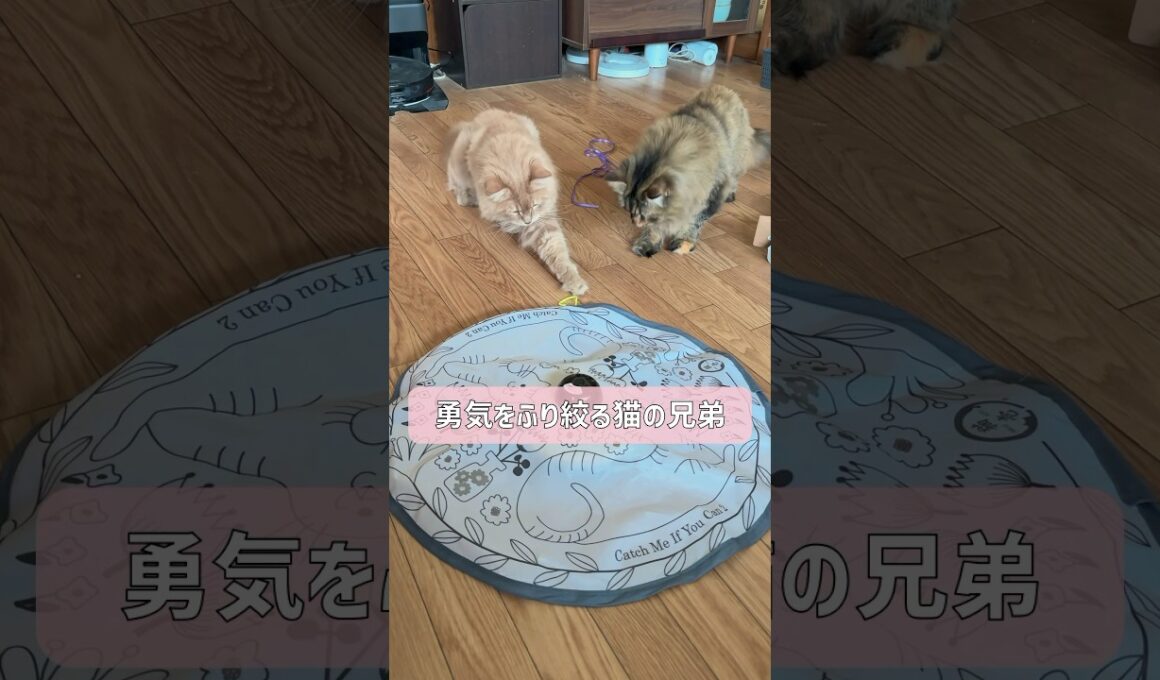 動いてないのにビビってる💦【サイベリアン・つぶあん・こしあん】 #shorts #サイベリアン #猫 #びびり