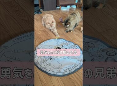 動いてないのにビビってる💦【サイベリアン・つぶあん・こしあん】 #shorts #サイベリアン #猫 #びびり