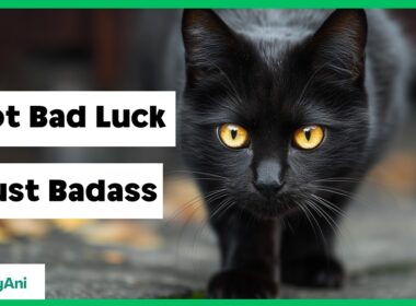 More Than Myths – Surprising Facts About Black Cats You’ll Love