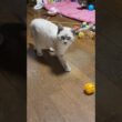 キジシロのルル「シャムの子ネコ雫ちゃん、鈴の入ったボールで遊び始めたね」