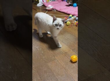 キジシロのルル「シャムの子ネコ雫ちゃん、鈴の入ったボールで遊び始めたね」