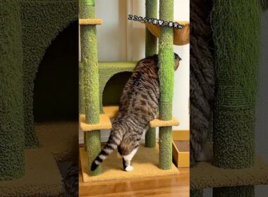 キャットタワーに登りたい猫🤣🤣🤣 #猫