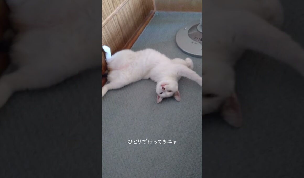 お散歩に行かニャいよ！ひとりで行って来ニャー！散歩に行かない散歩猫。#熱海 #伊豆 #ジャパニーズボブテイル #散歩 #保護猫 #猫のいる暮らし #野良猫