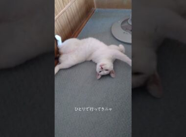お散歩に行かニャいよ！ひとりで行って来ニャー！散歩に行かない散歩猫。#熱海 #伊豆 #ジャパニーズボブテイル #散歩 #保護猫 #猫のいる暮らし #野良猫