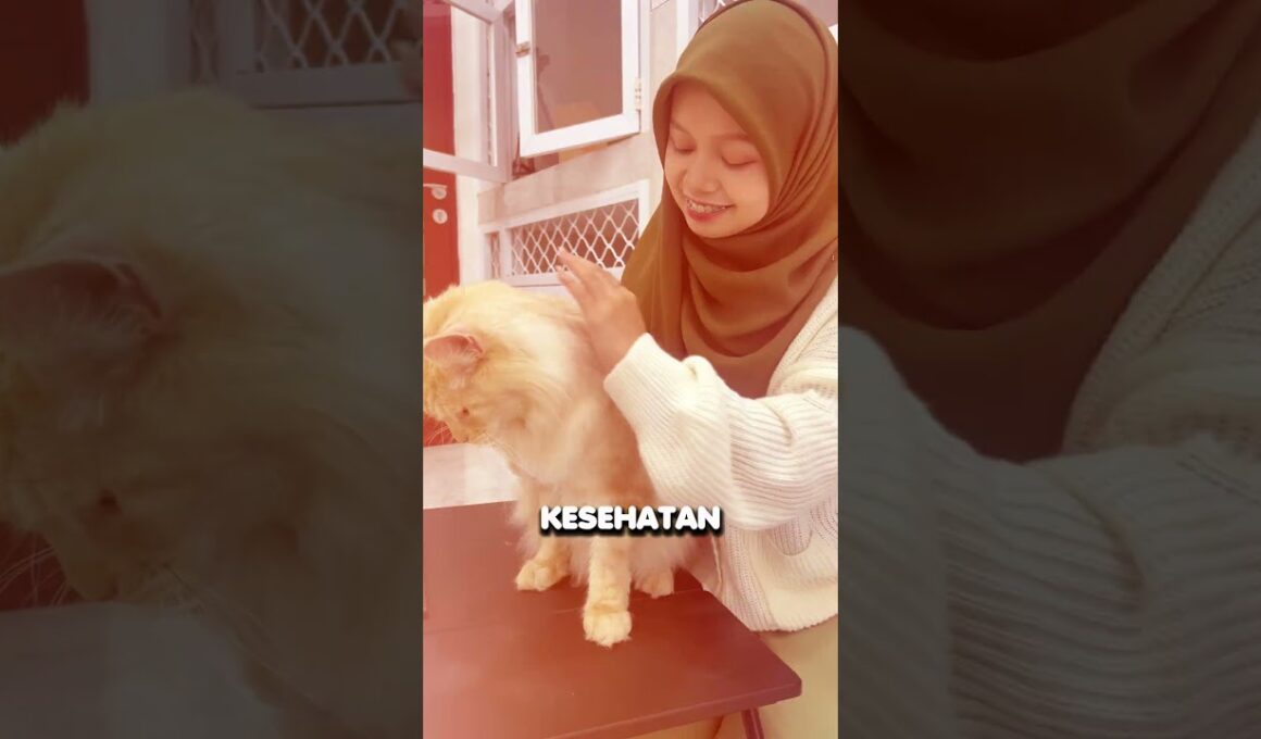 Gunakan CocoMeow dari Dewarangga!Bantu atasi jamurKurangi rontokBulu tumbuh sehat & lebat ✨