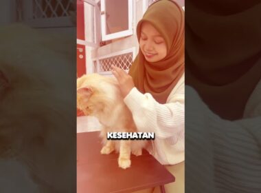 Gunakan CocoMeow dari Dewarangga!Bantu atasi jamurKurangi rontokBulu tumbuh sehat & lebat ✨