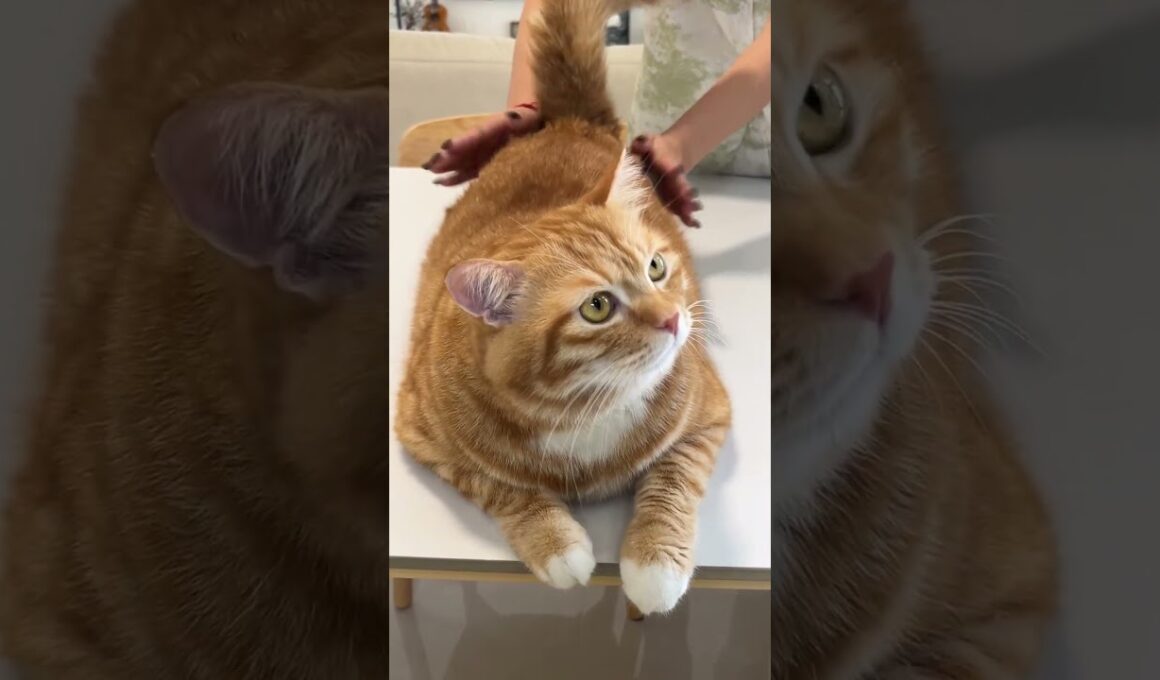 The cry of an old ox. #cat #vlog #shorts #funny #petsunited