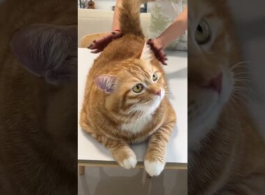 The cry of an old ox. #cat #vlog #shorts #funny #petsunited
