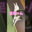さくらの寝相　#保護猫 #メインクーンミックス