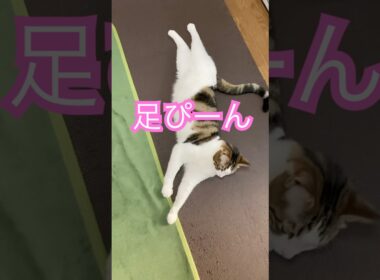 さくらの寝相　#保護猫 #メインクーンミックス