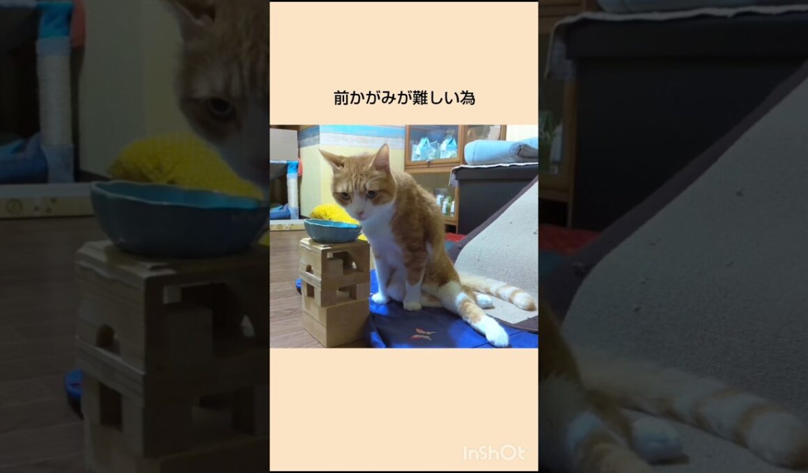 みんな少しずつ違う個性 #下半身麻痺猫