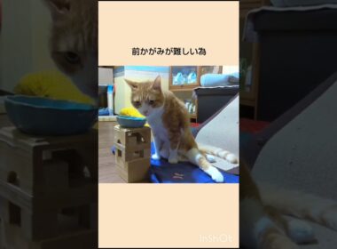 みんな少しずつ違う個性 #下半身麻痺猫