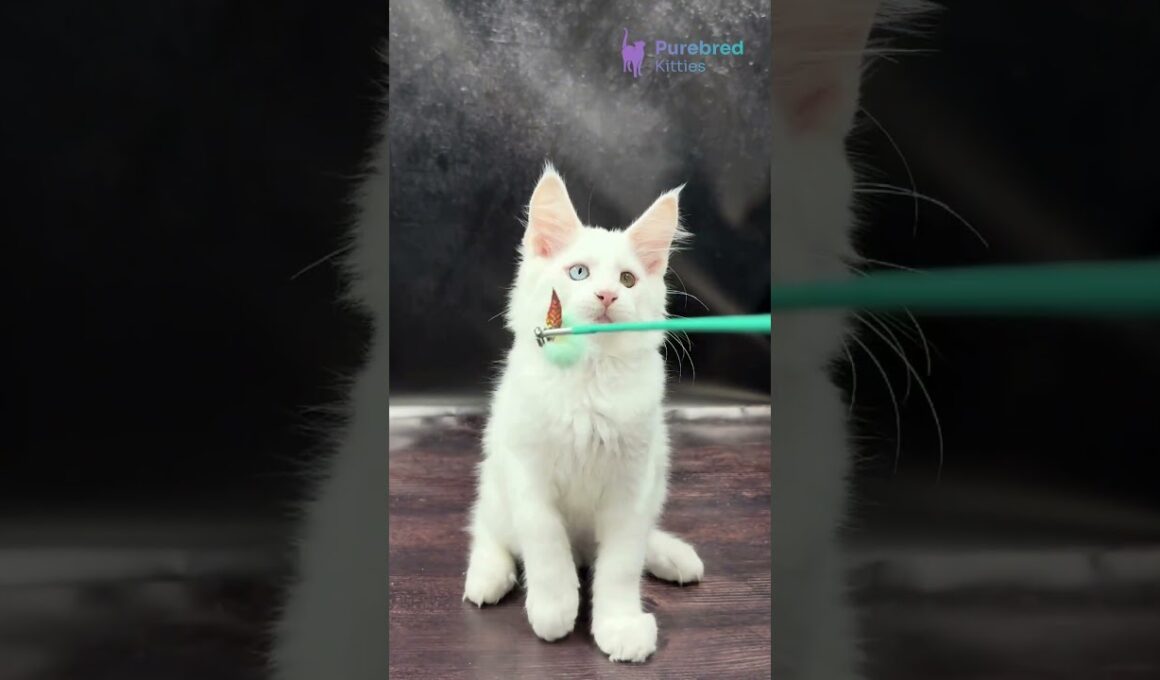Adopt Wisam: The White Maine Coon Kitten with Odd Eyes 😻 Climber, Cuddler & Companion! #MaineCoon
