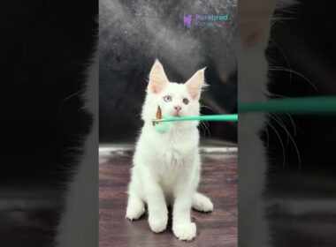 Adopt Wisam: The White Maine Coon Kitten with Odd Eyes 😻 Climber, Cuddler & Companion! #MaineCoon